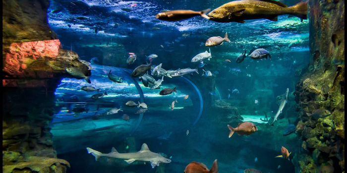 Foto del tunel de 360 del aquarium de donostia